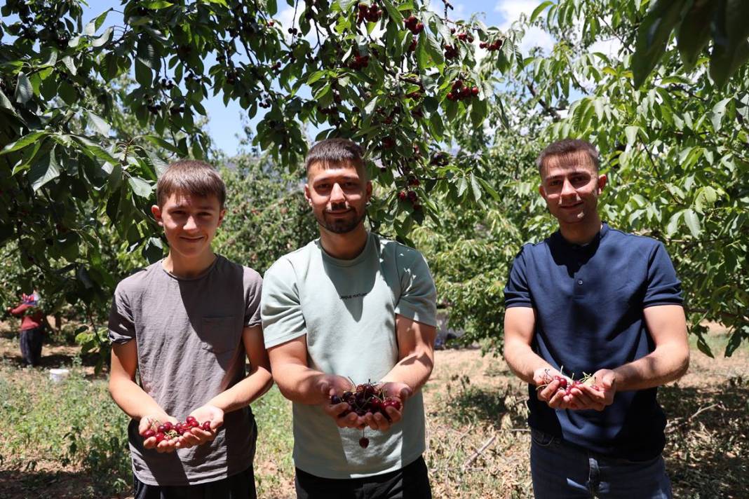 O kentin kirazını almak için Avrupa ülkeleri sıraya girdi! İç pazarda yok denecek kadar, en çok yurt dışına gönderiliyor 13